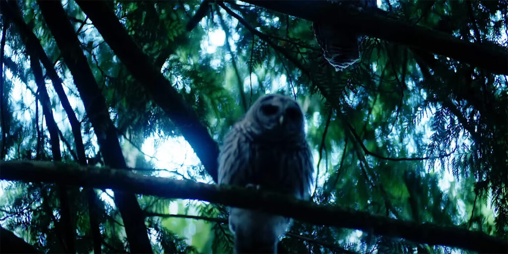 percy jackson trailer owl